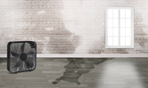 Best Basement water damage restoration  in Clinton, LA